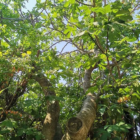 Country House וילה *